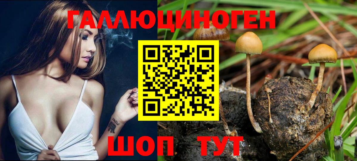 Галлюциногенные грибы Cubensis  Вход с VPN  Баксан  Галлюциногенные грибы Cubensis 