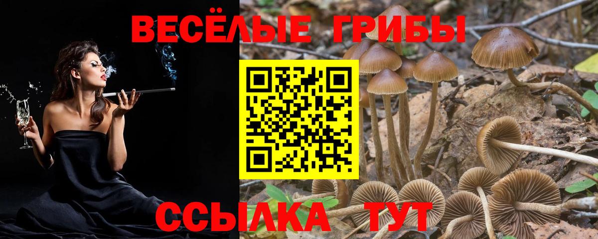 Галлюциногенные грибы Psilocybe Баксан